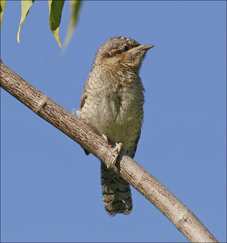 ������� ����������