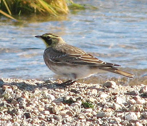 Eremophila alpestris flava